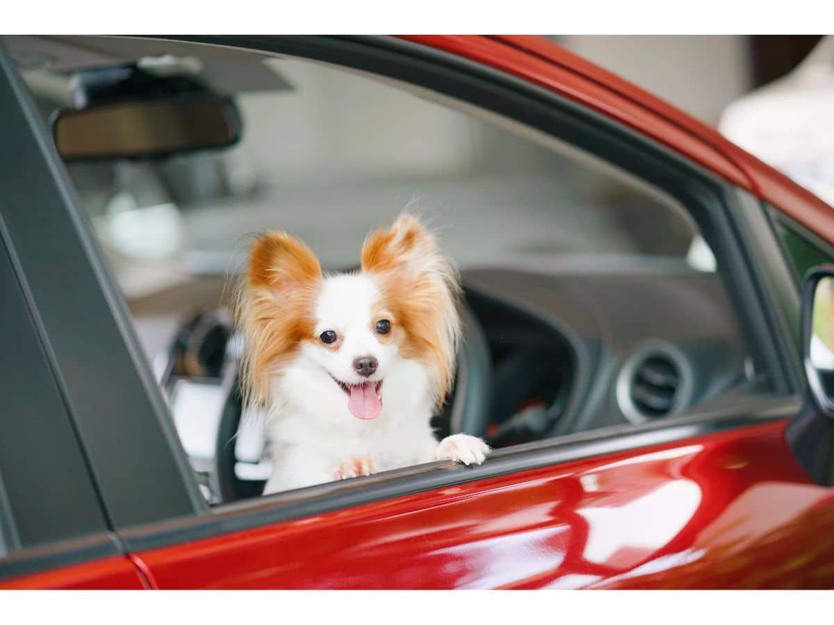 Comment conduire avec des animaux de compagnie en voiture ?