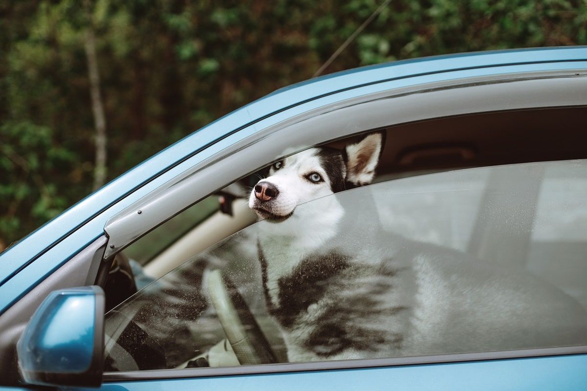 Transporter son chien en voiture : que prévoit le Code de la route ?